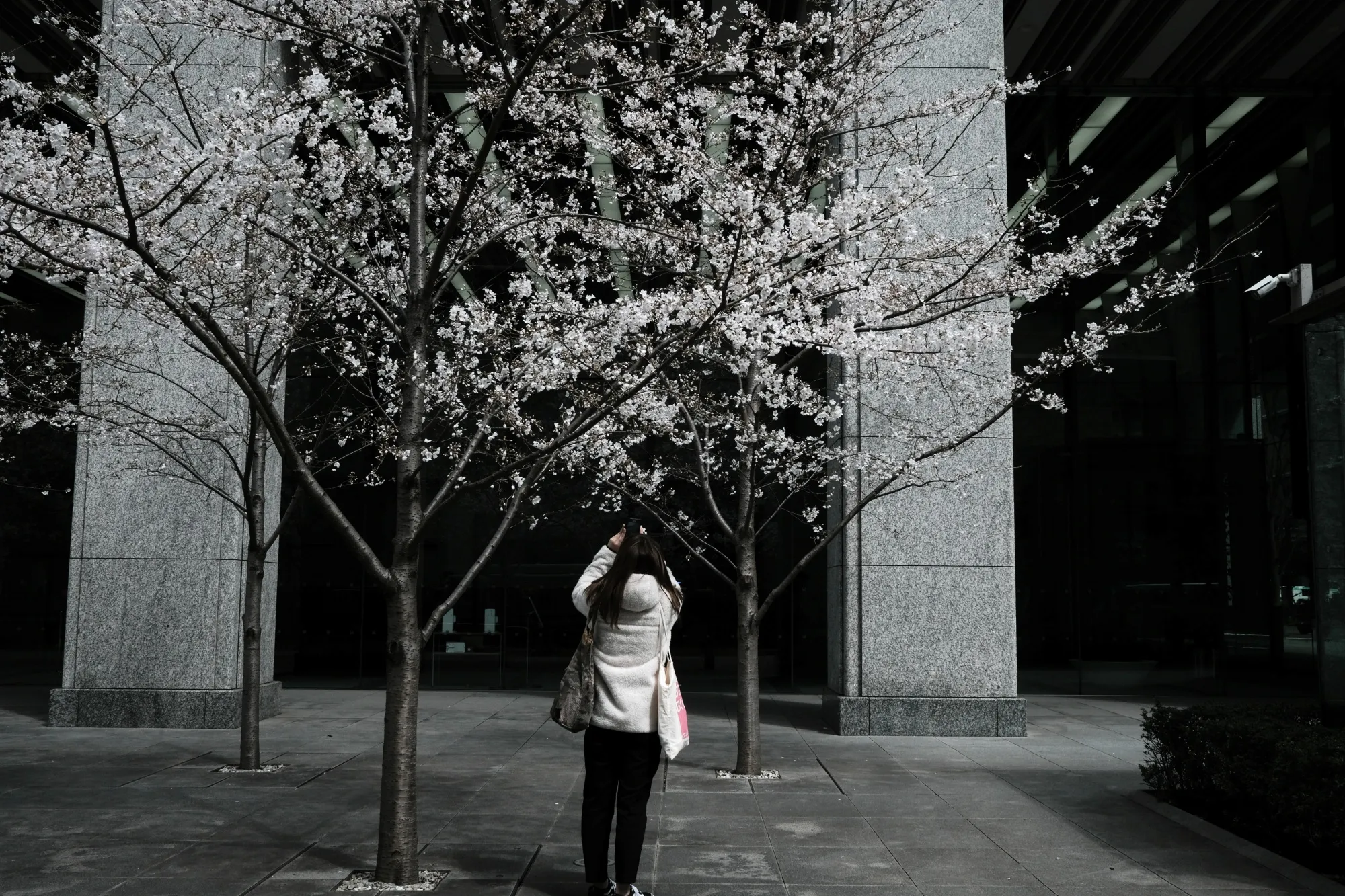 A woman uses her phone to take a photograph of a cherry tree in Tokyo.
