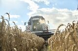 A wheat harvest in the Lisowice district of Torun, Poland.