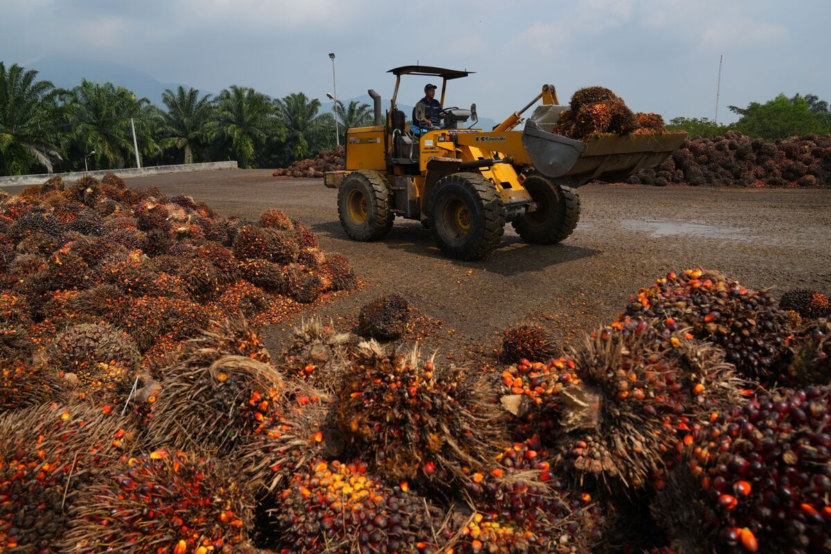 bloomberg.com - Anuradha Raghu - Palm Oil Markets Split as Indonesia Export Revamp Confuses Trade
