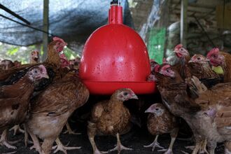 Inside A Chicken Farm in Malaysia