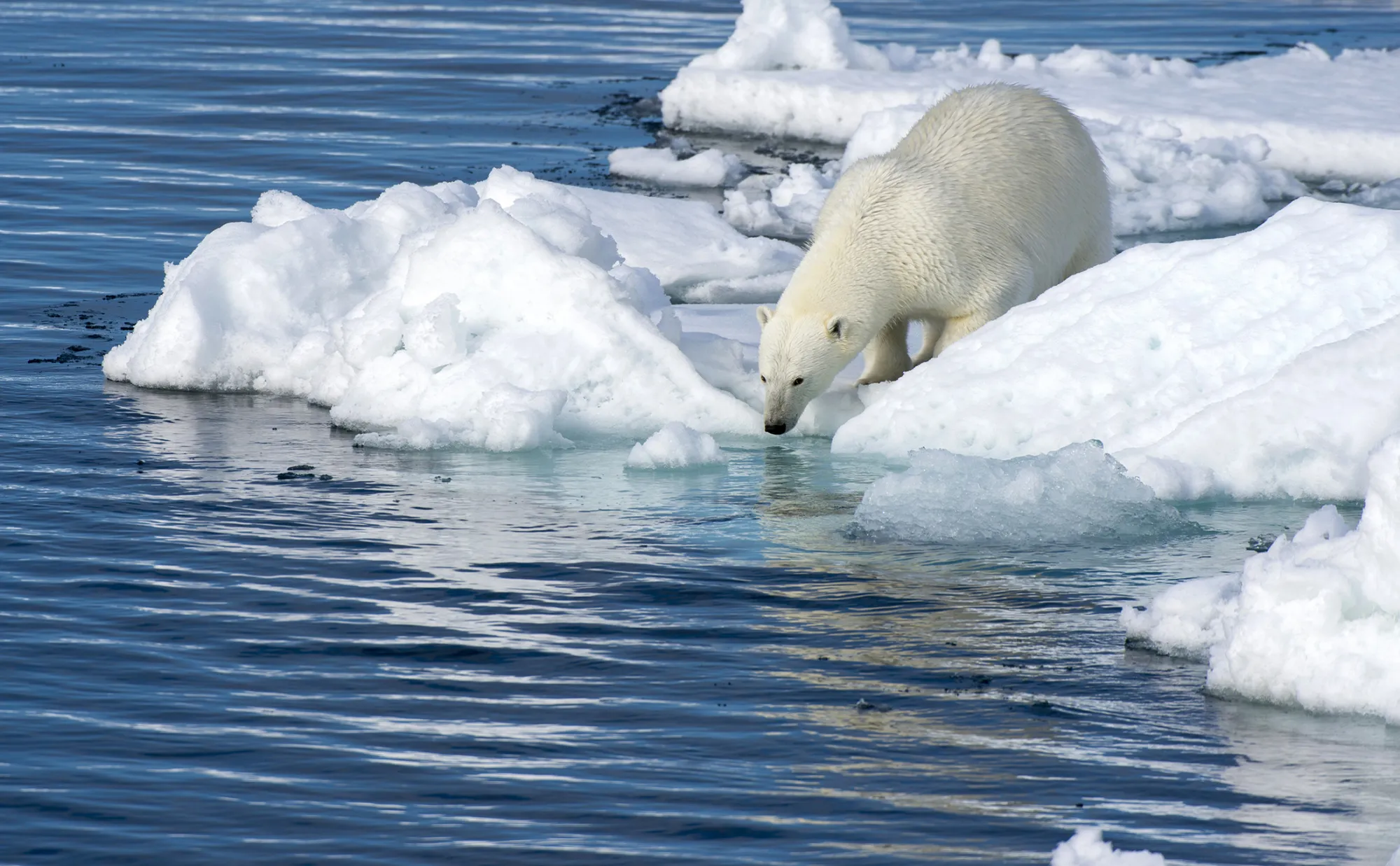 A polar bear stands at the edge of the pack ice north of Svalbard, Norway, on July 20, 2105.
