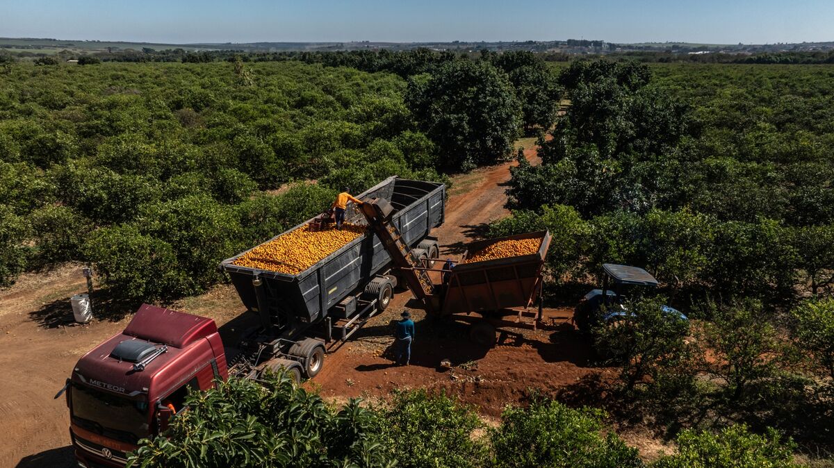 bloomberg.com - Dayanne Sousa - Lula Win Dashes Brazil Farm Lobby's Hopes to Solidify Power