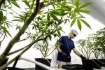 Employees work at a Canopy Growth Corp. facility in Smith Falls, Ontario, Canada.