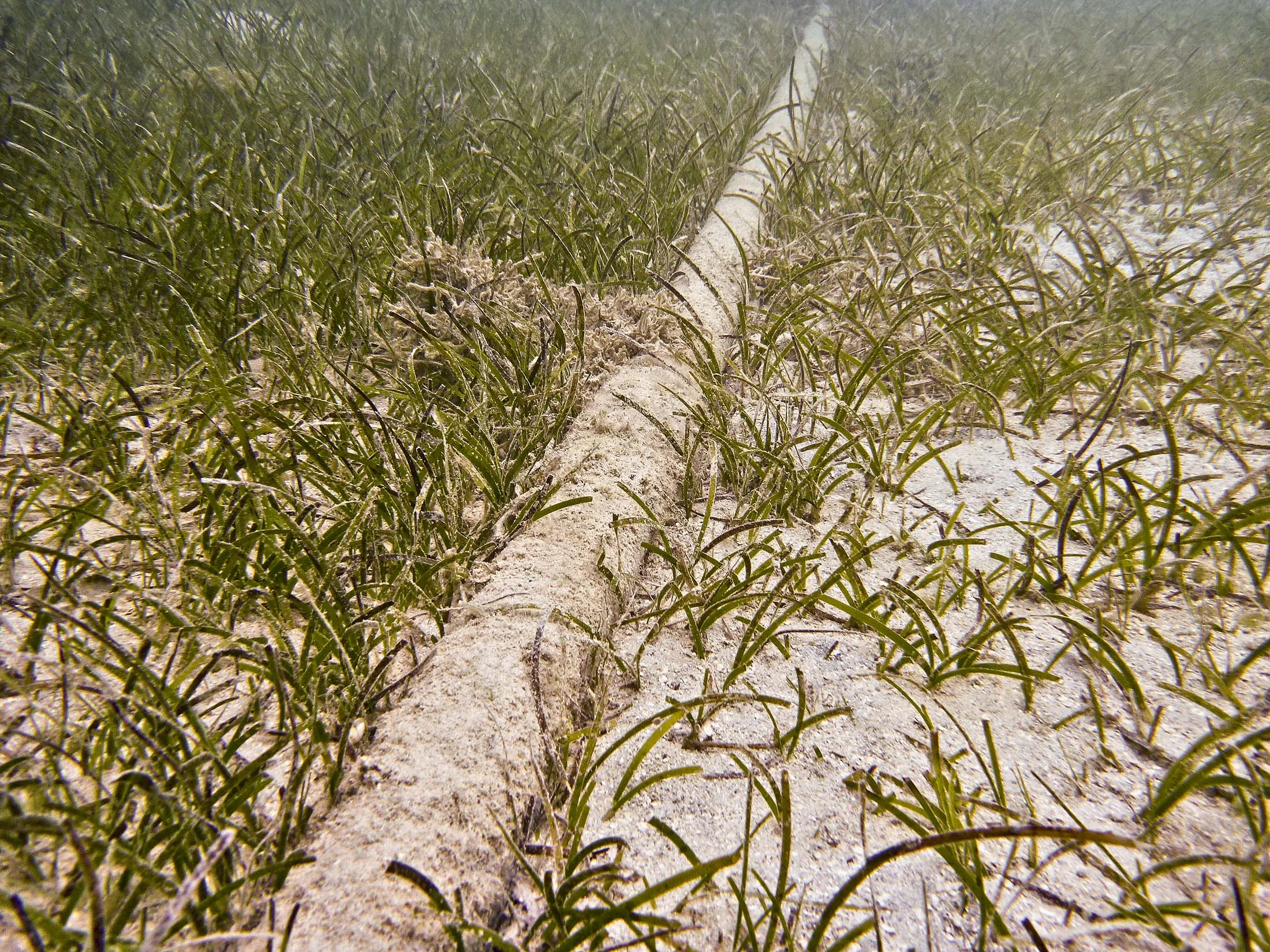 Underwater Cable