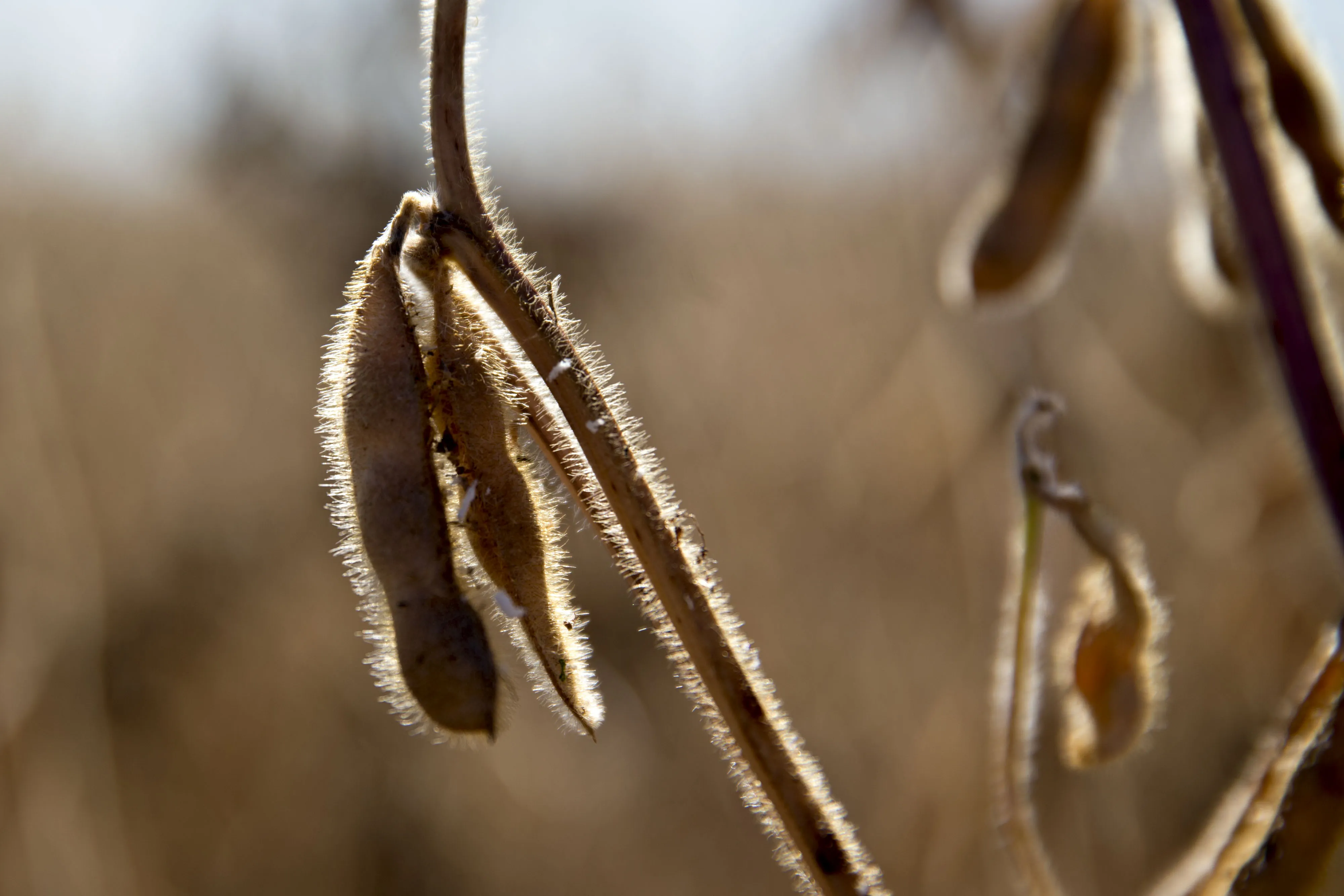 Soybeans stand in a field in Princeton, Illinois, U.S., on Friday, Sept. 29, 2017. Soybean futures for November delivery rose 0.1% a bushel on the Chicago Board of Trade after falling as much as 0.5%, the lowest since September 13.