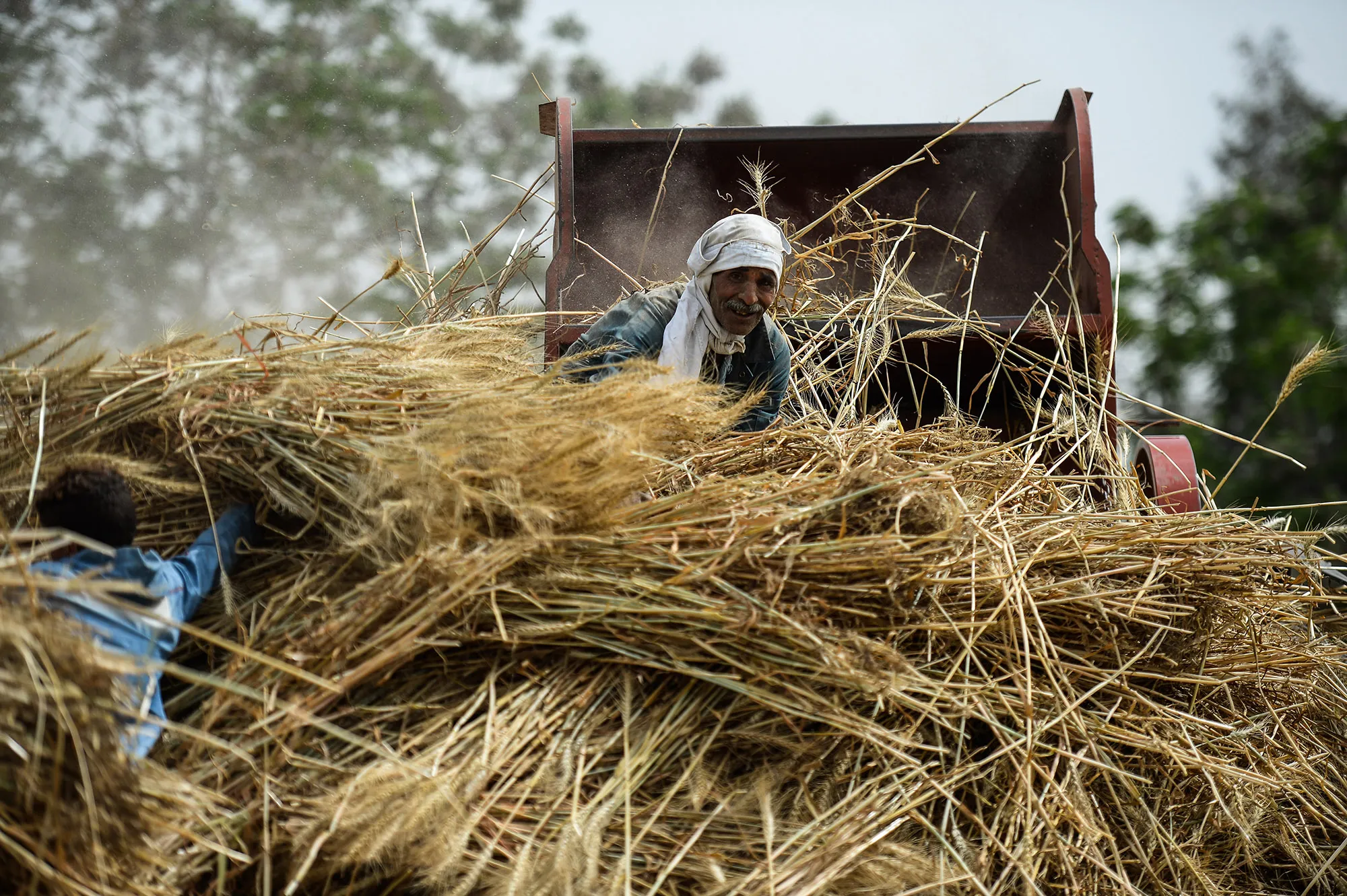 A&nbsp;farmer harvests wheat in Saqiyat al-Manqadi village, Menoufia in Egypt.&nbsp;