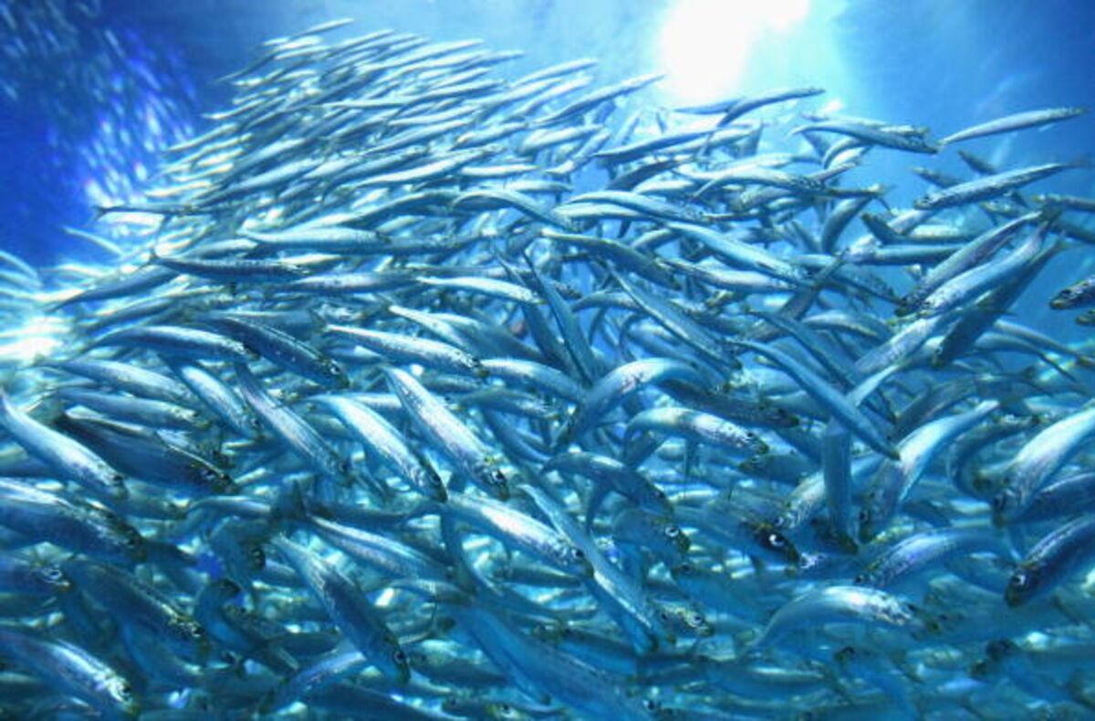 How High-Speed Traders Are Like Fish - Bloomberg