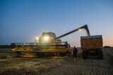 Night Harvest in French Wheat Fields During Heat Wave