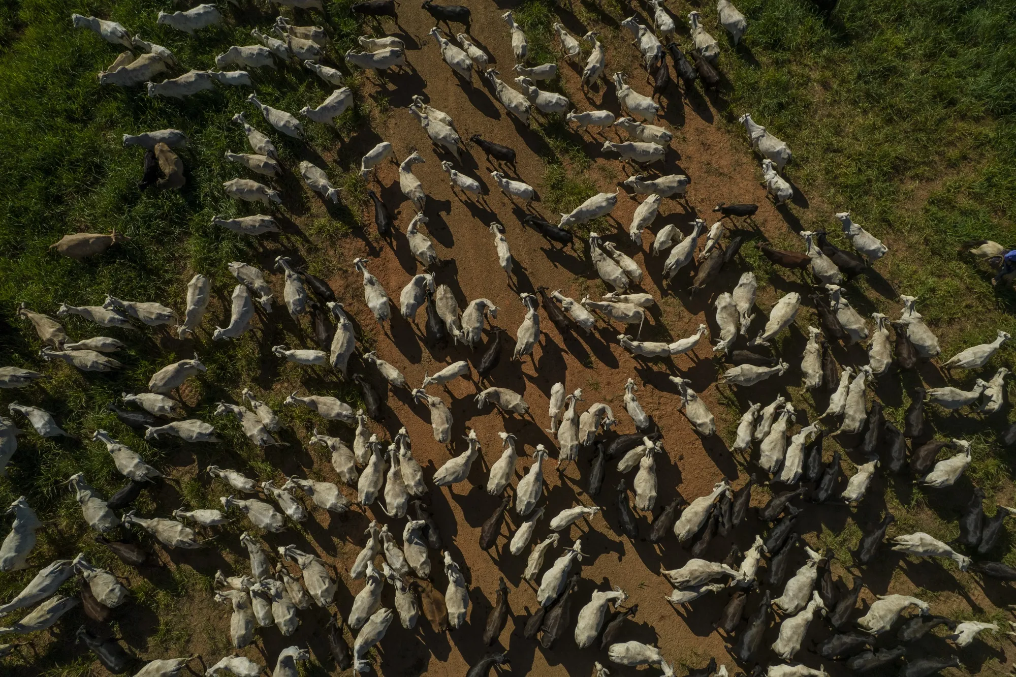 Cattle on a ranch in Para state, Brazil.