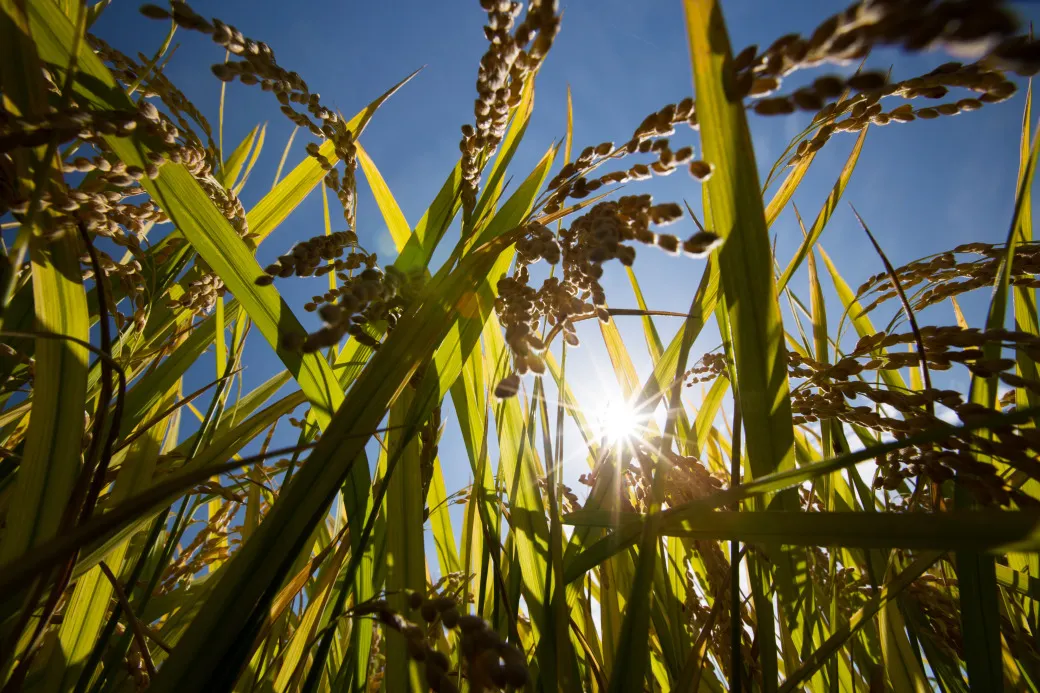 Rice is the staple food of hundreds of millions of Asians and by far the most polluting grain.