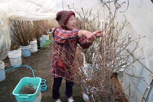 ビニールハウスで作業する西陰幸代さん