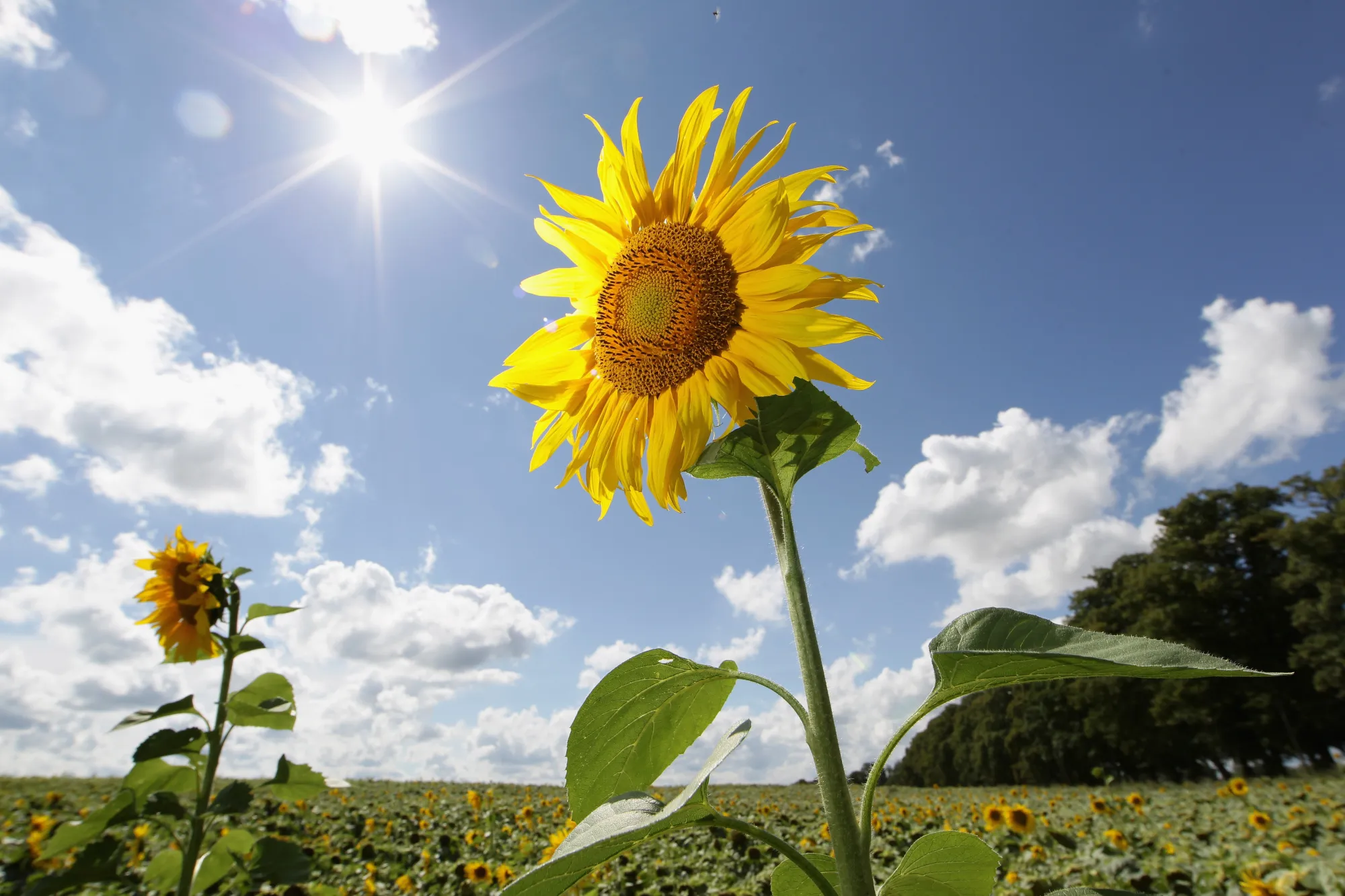 Banks see sunny days they don’t think will ever end.