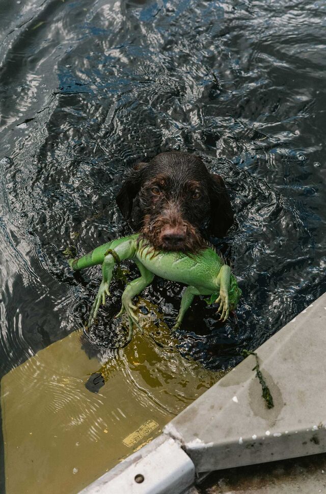 Iguanas gathered from the hunt.