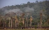 Amazon Rainforest Is Being Destroyed At Fastest Pace In 15 Years 