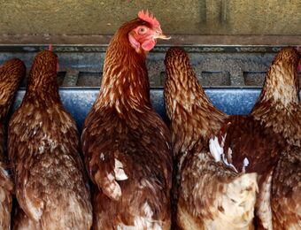 relates to US Curbs Imports of Some Australian Poultry on Bird Flu Fears