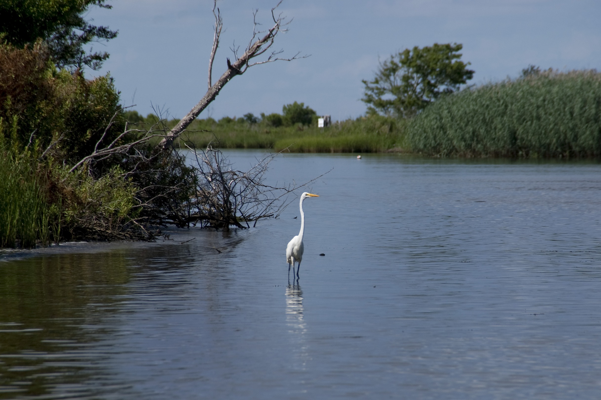 An American egret stands in shallow marsh waters on the Harry Bourg Corp. preserve in Louisiana, U.S., on June 17, 2010. More than half of the 17,000 acres of marshland in the Bourg preserve have been lost to erosion and subsidence, and the rest is vanishing under a profusion of runaway canals that were dug to lay pipelines or float in equipment for the drilling of 90 oil and gas wells. Photographer: Ken Wells/ 