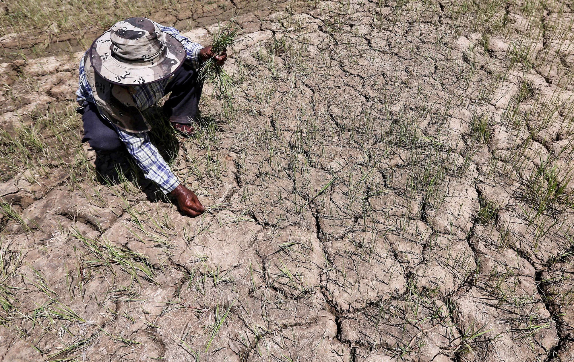 A farmer inspects his dried rice field in Praek Siracha, Chainat province, Thailand.
