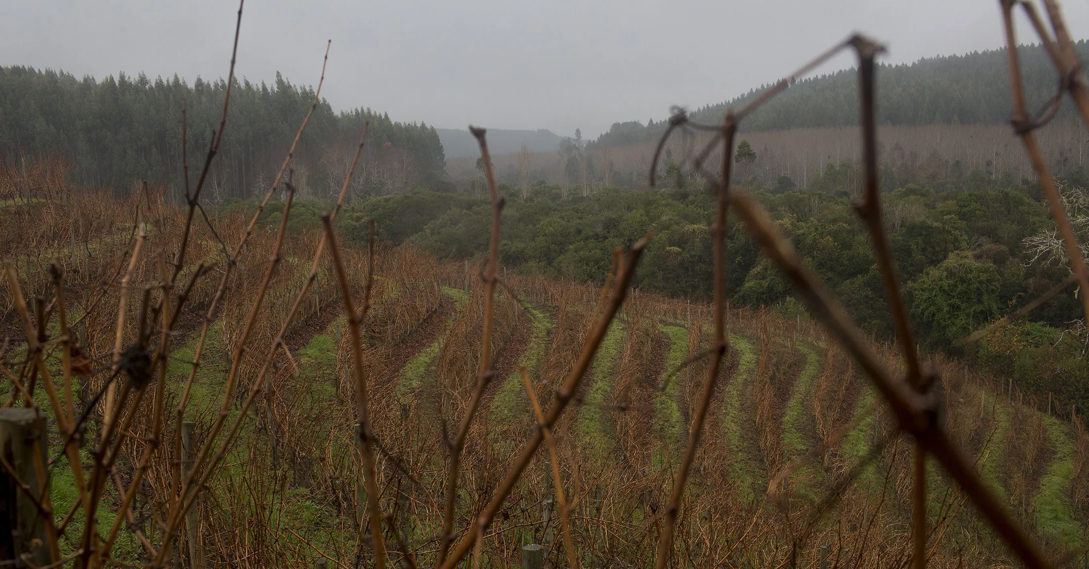 WINE SOUTH CHILE