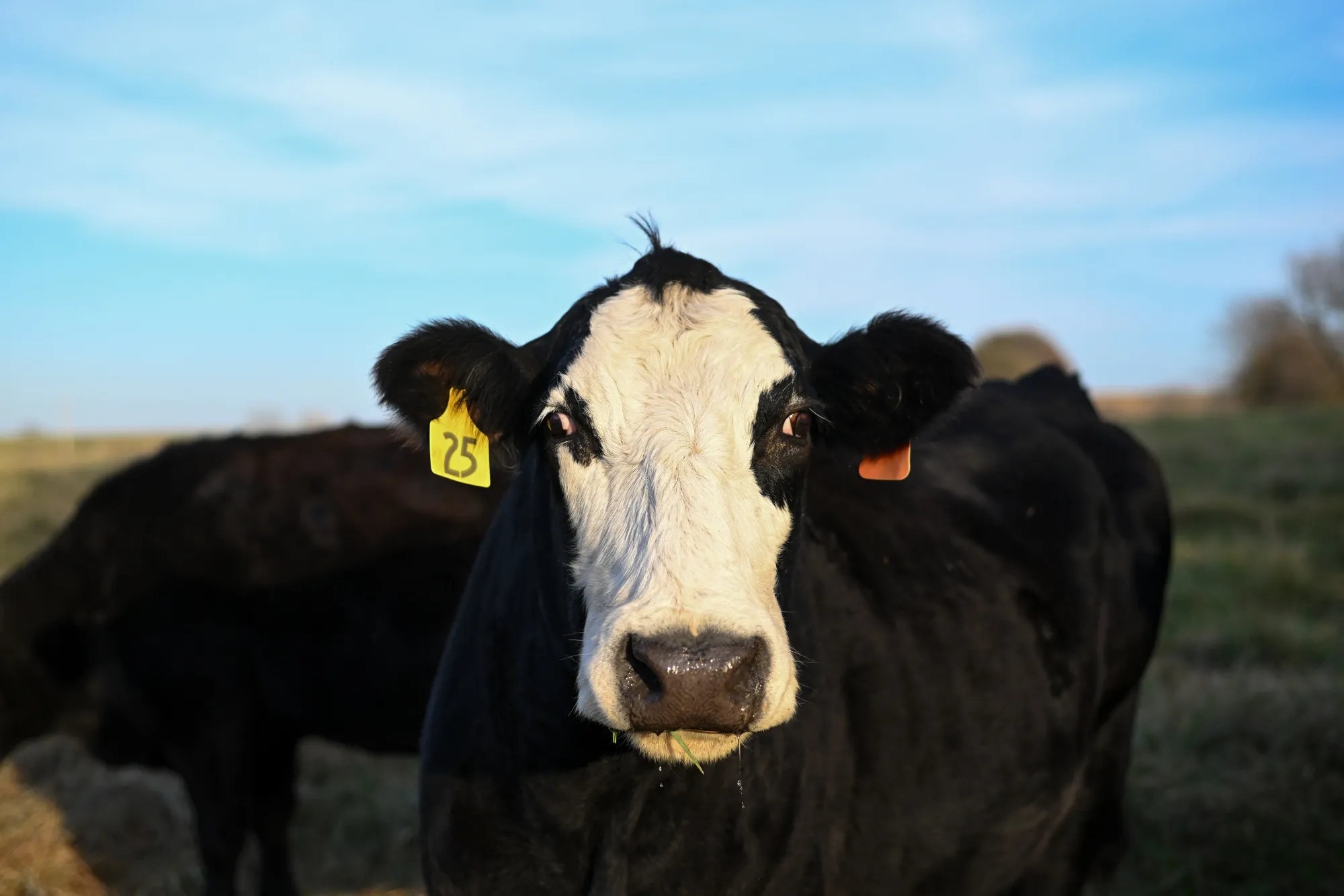 High beef prices remain a big issue for the food industry and consumers.