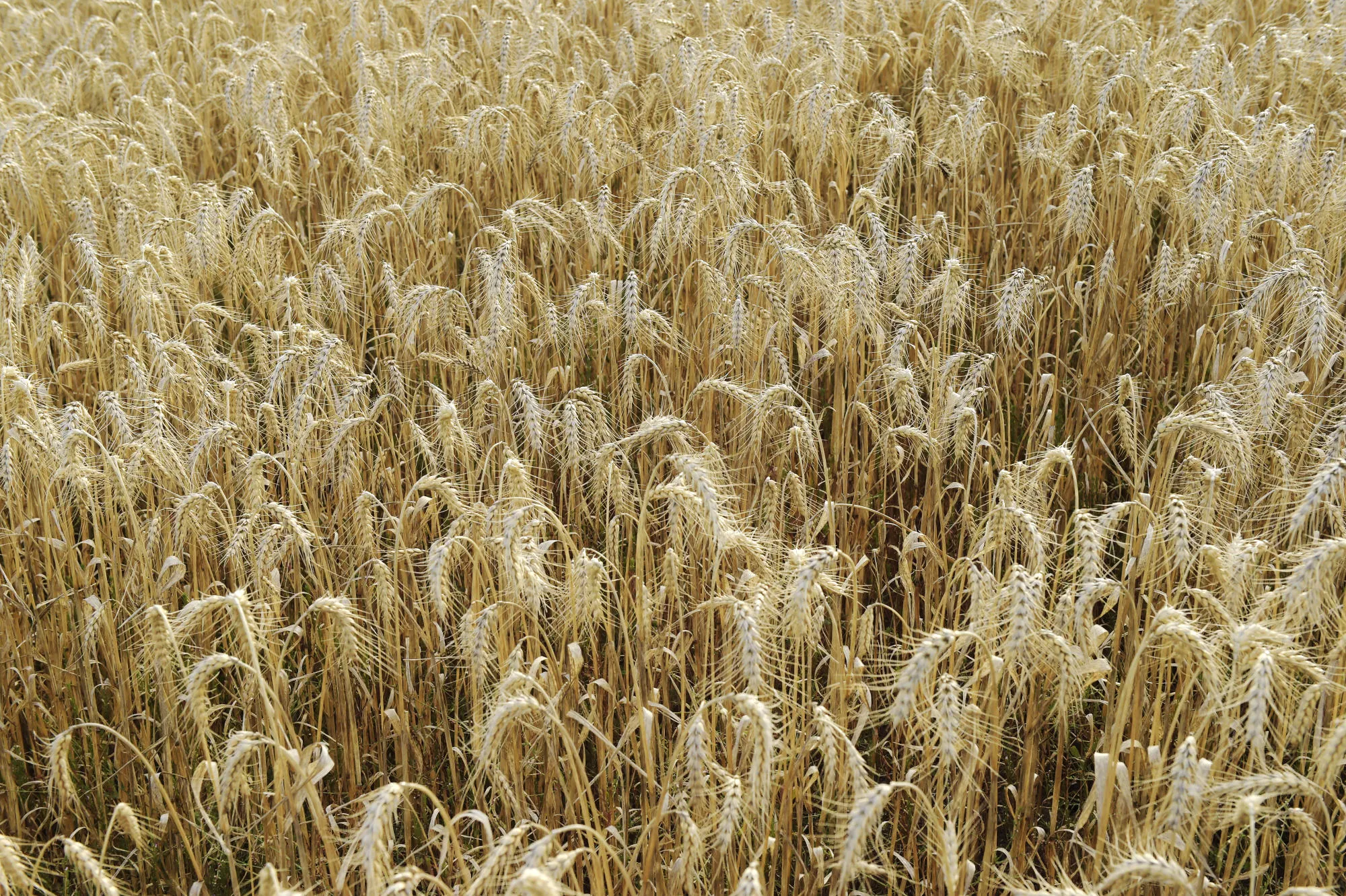 Wheat Harvest As Shipments From Australia Forecast To Decline