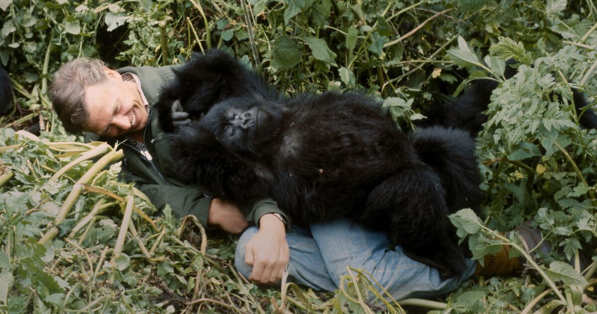 There Will Never Be Another David Attenborough