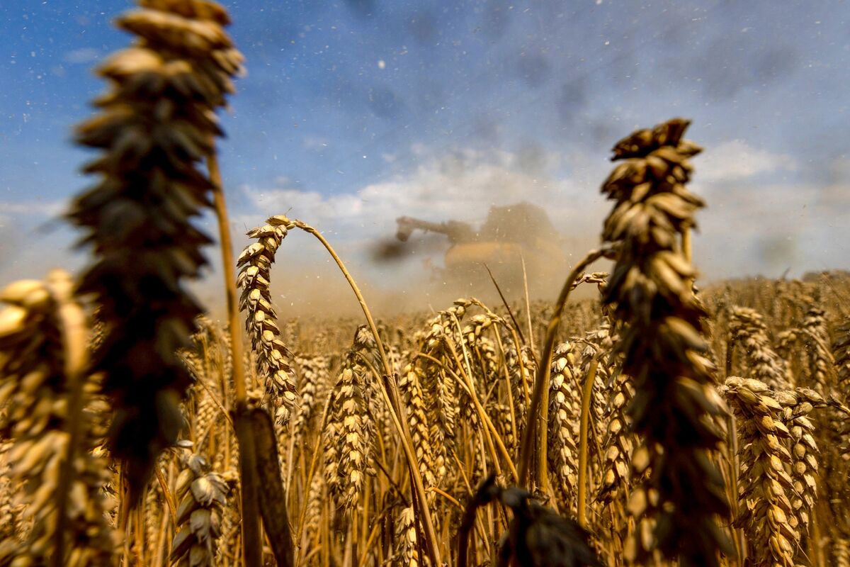 bloomberg.com - Pyotr Kozlov - Wheat Falls as Strong Global Supply Prospects Weigh on Market