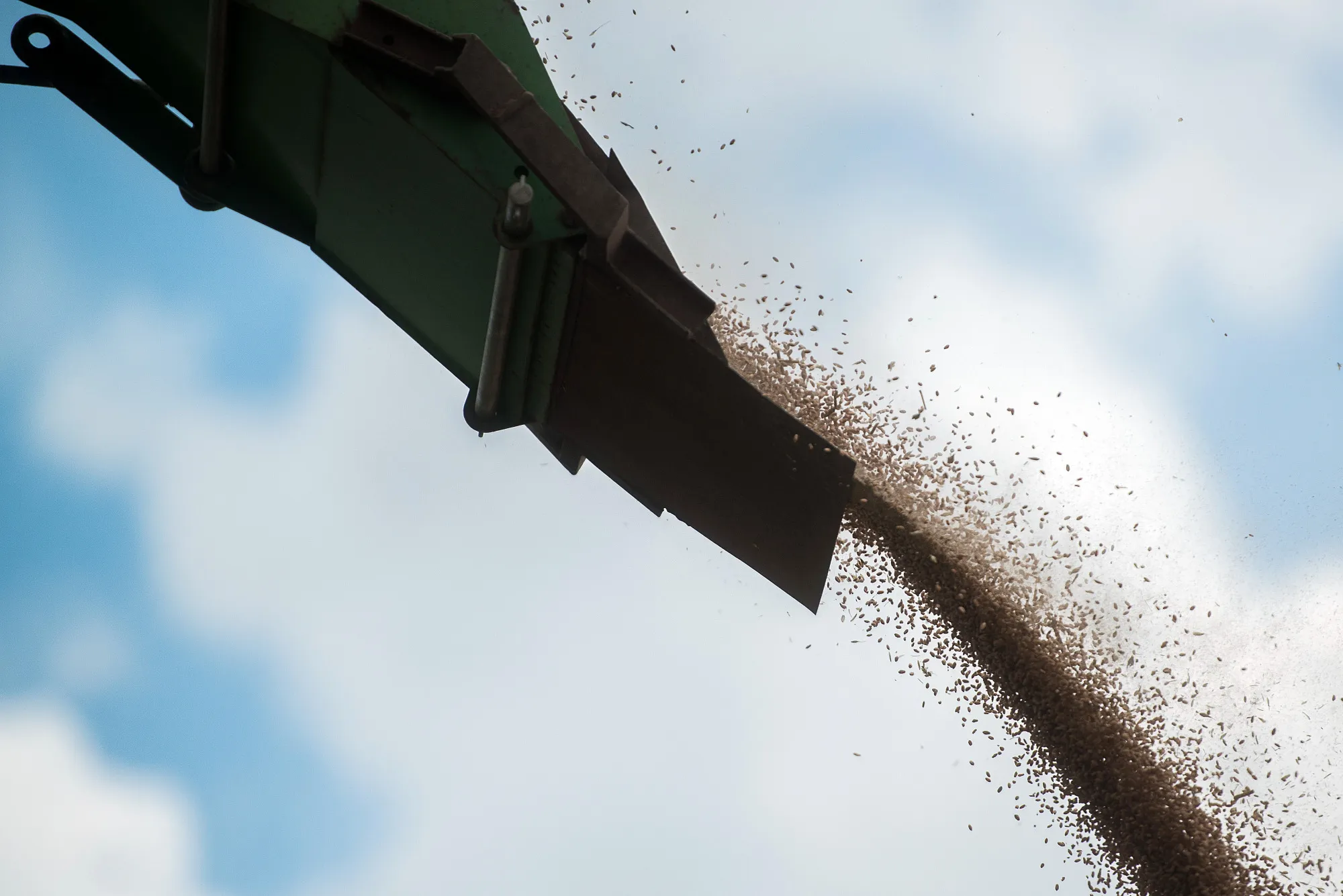 Wheat Harvest And Dairy Farming At Bonafarm Group Plant