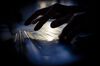 BERLIN, GERMANY - FEBRUARY 02: Symbolic photo on the subject of hackers and data security. Hands write on a computer keyboard on February 02, 2020 in Berlin, Germany. (Photo by Thomas Trutschel/Photothek via Getty Images)