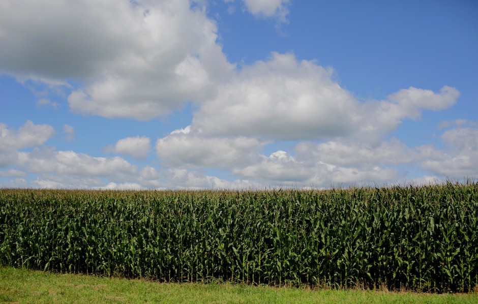 A cornfield in Dubuque, Iowa.