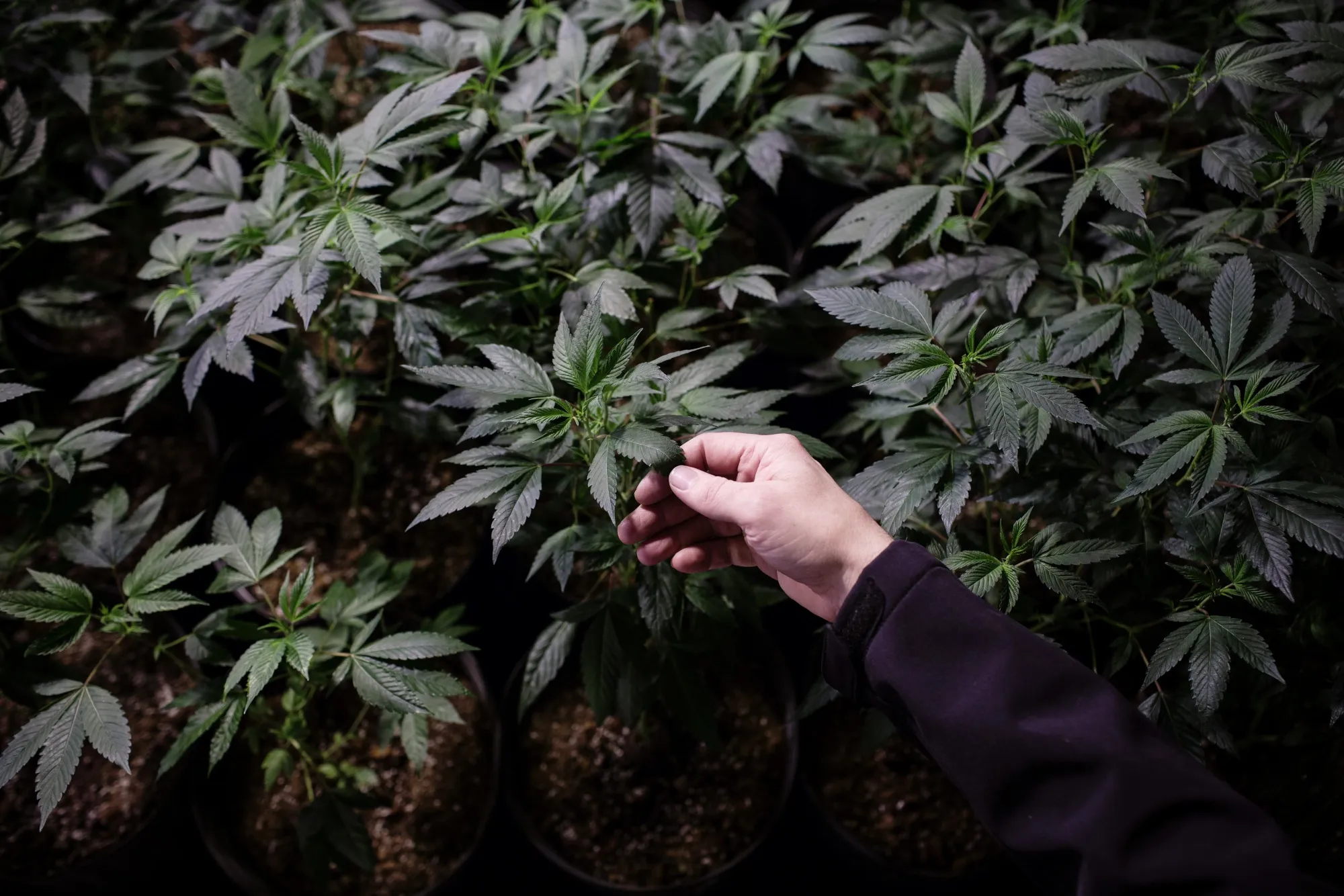 With $800-An-Ounce Bud, Pot Artisans Try To Stick It To The Man