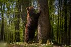 Wildlife Sanctuary Near Lviv Cares For Bears Evacuated From Kyiv Amid War