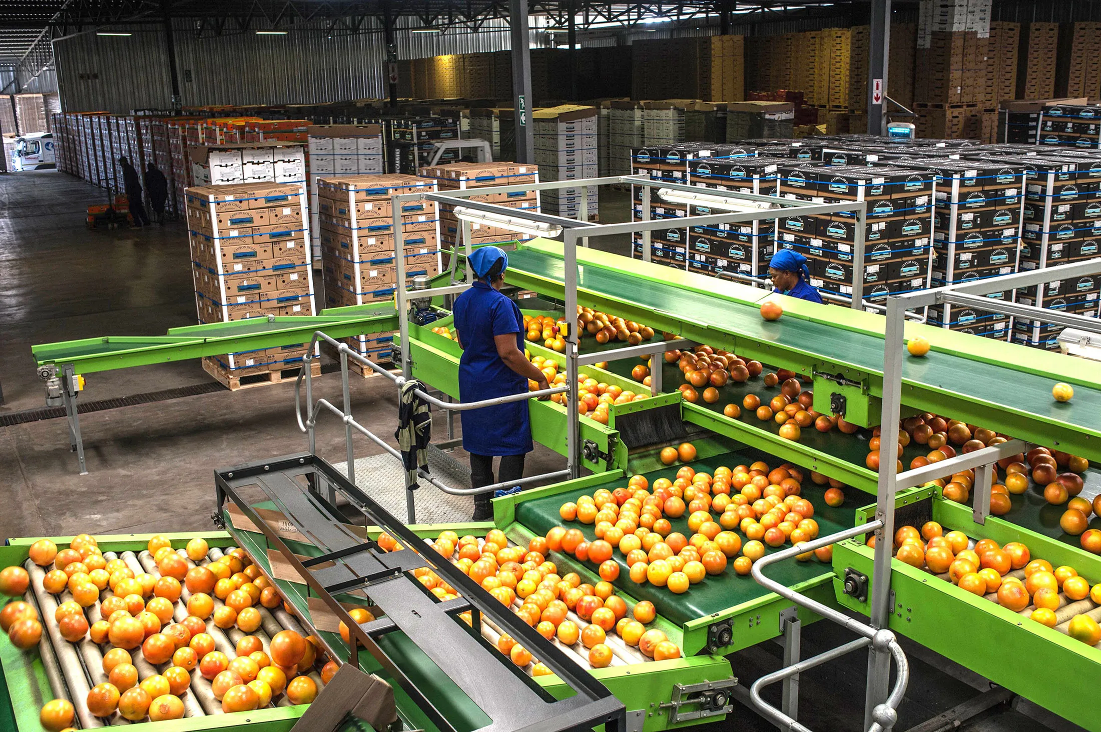 Workers inspect grapefruits&nbsp;in Hoedspruit, South Africa.