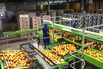 A ‘Perfect Storm’ Threatens Southern African Citrus Industry