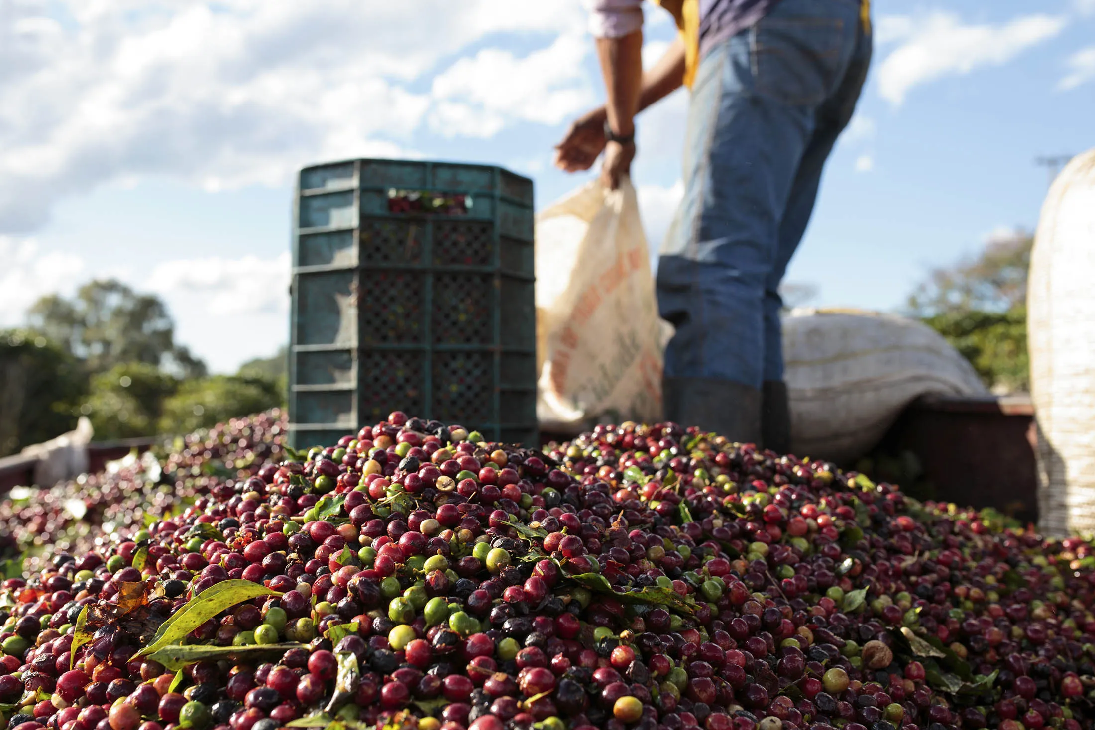Workers dump harvested coffee cherries in a truck at a plantation in the Minas Gerais state near Guaxupe, Brazil.
