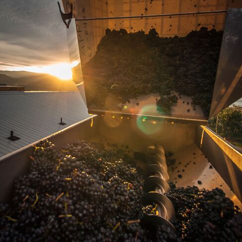 While pinot noir grapes have thin, sensitive skins, the varietal is not planted in Lake County.