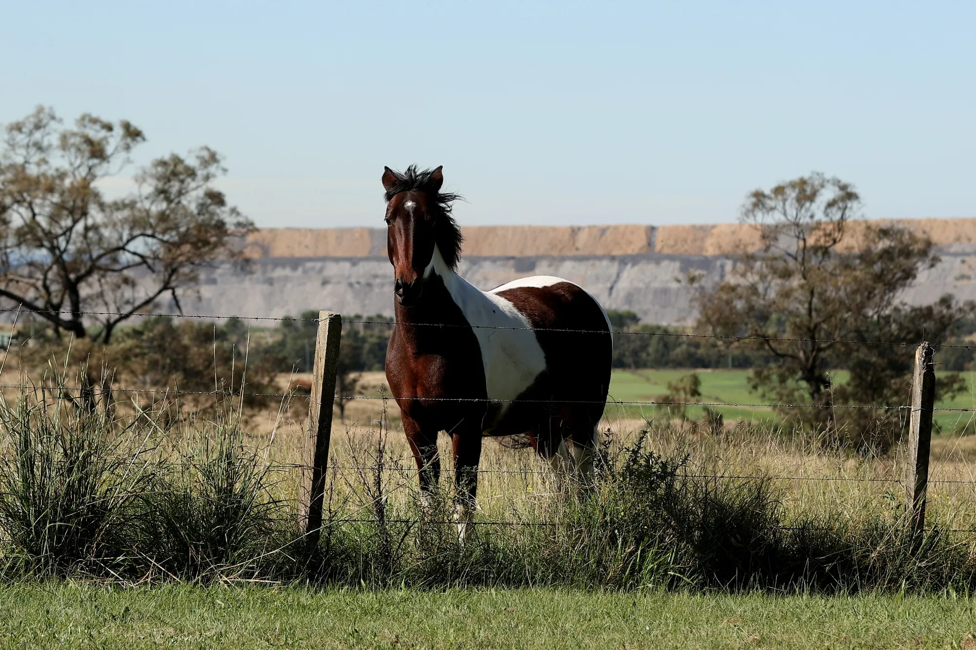 Horse. Stablecoin. Bolted?