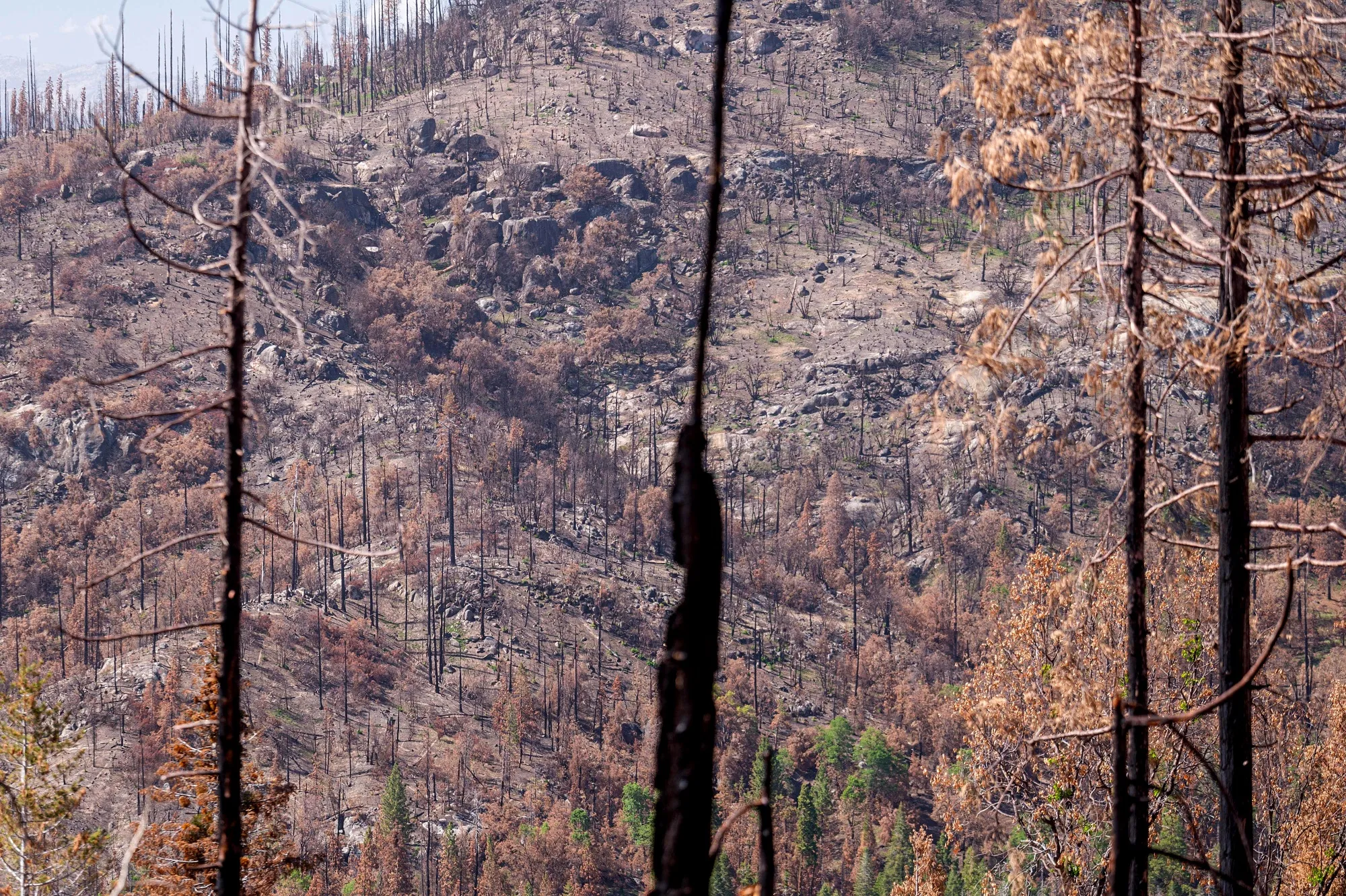 Dead and cleared trees from the Creek Fires in Fresno County, California.