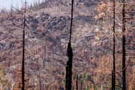 'Forever War' With Fire Has California Battling Forests Instead