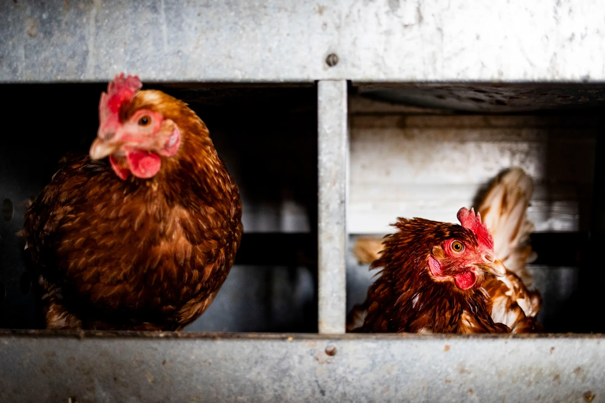 Around&nbsp;11 million&nbsp;US households own backyard chickens, up 28% from 2023.