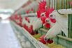 BRAZIL-POULTRY-EXPORTATION-FLU