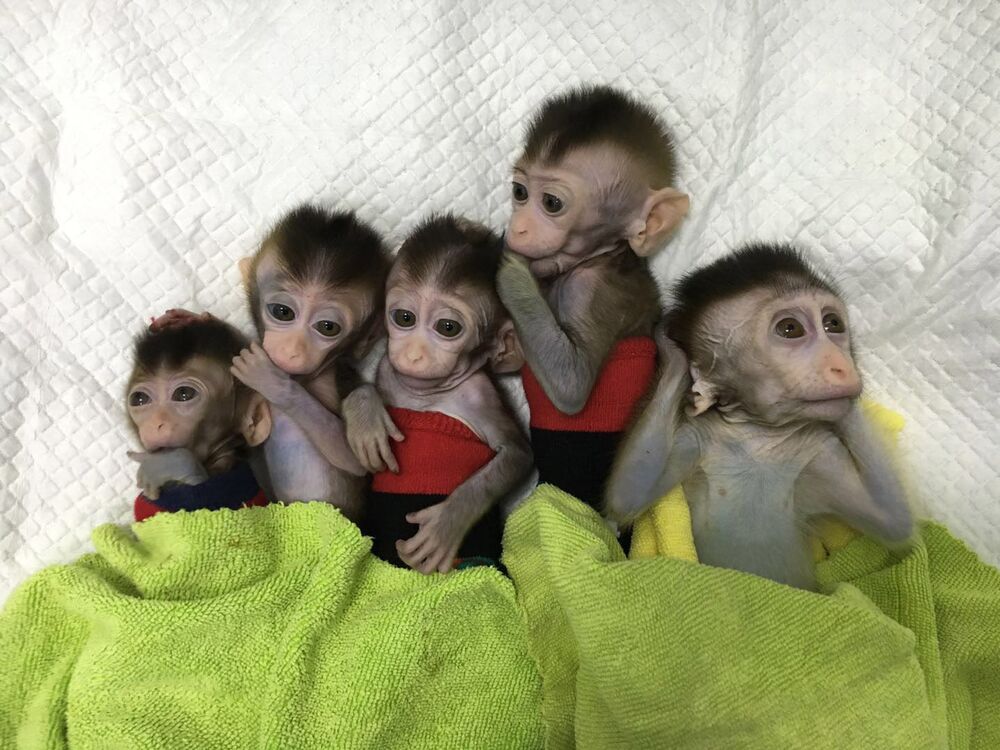 Image result for Chinese scientists clone five monkeys