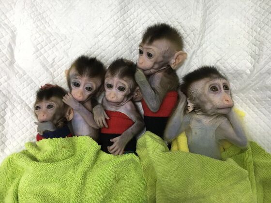 Chinese Scientists Successfully Clone Five Gene-Edited Monkeys