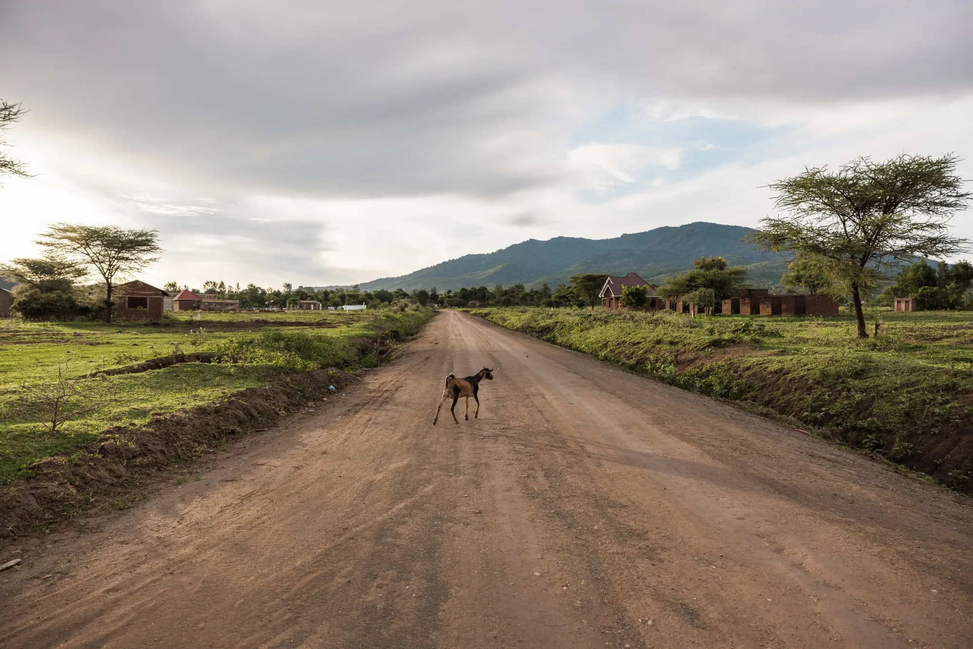 A goat walks across a dirt road in Gedamar village, Babati, Tanzania.&nbsp;