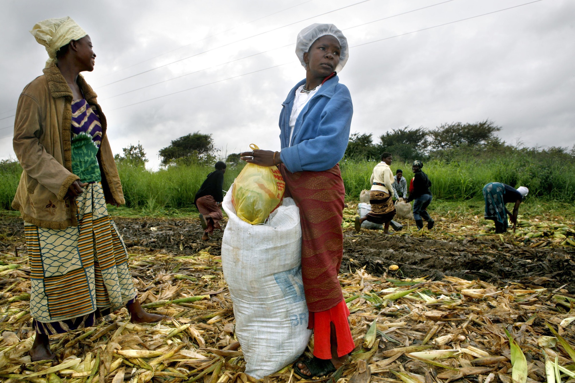 Workers pack corn into bags on a farm on the outskirts of Lusaka, Zambia.