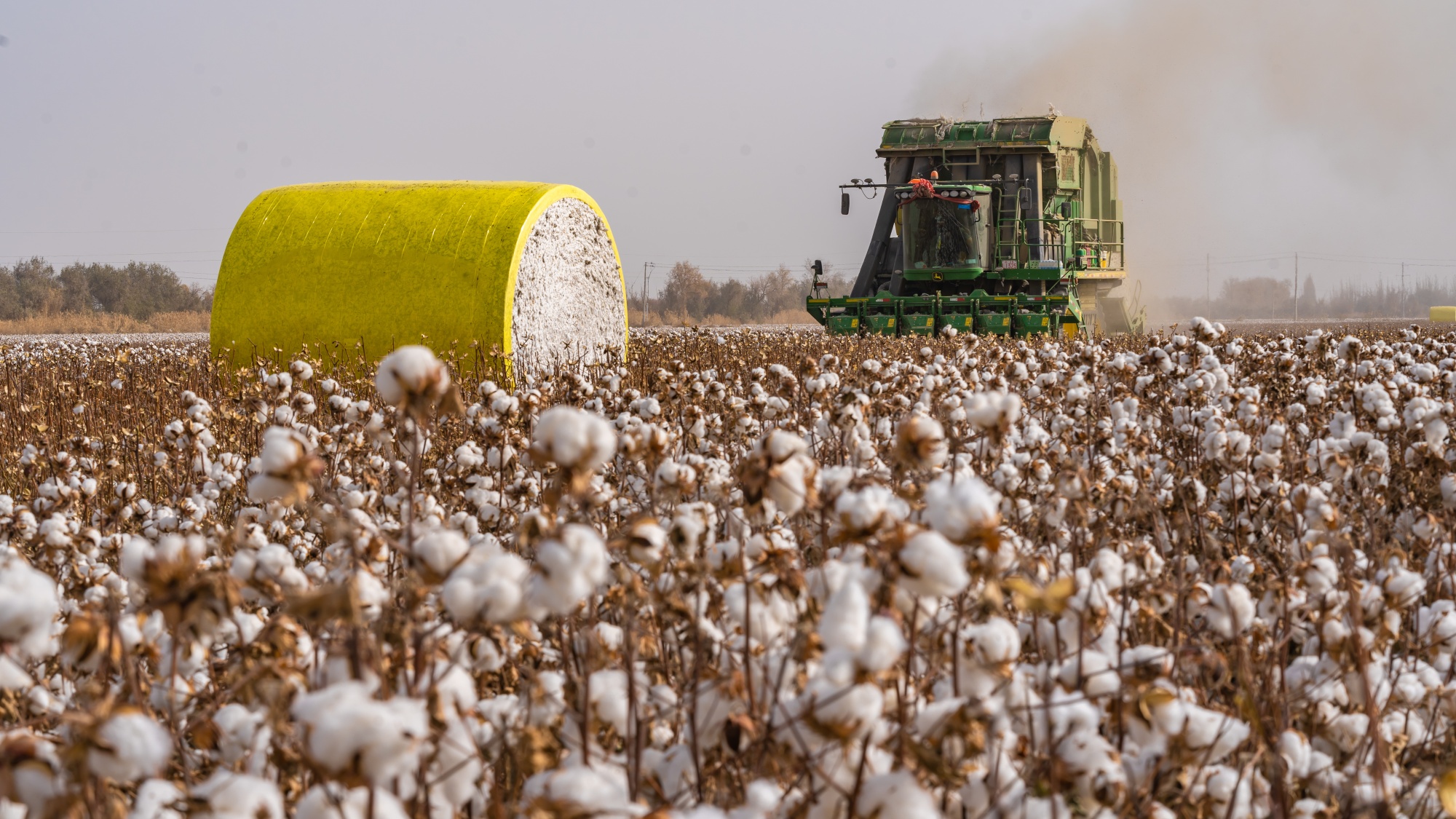 China's Cotton Crop Seen Shrinking on Freeze and Smaller Area - Bloomberg