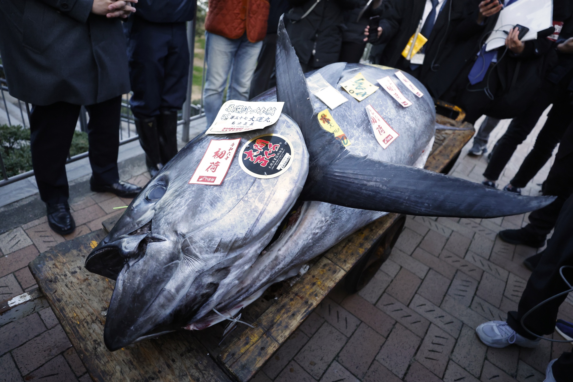 Giant Bluefin Tuna Sold for Nearly $800,000 in Tokyo - Bloomberg