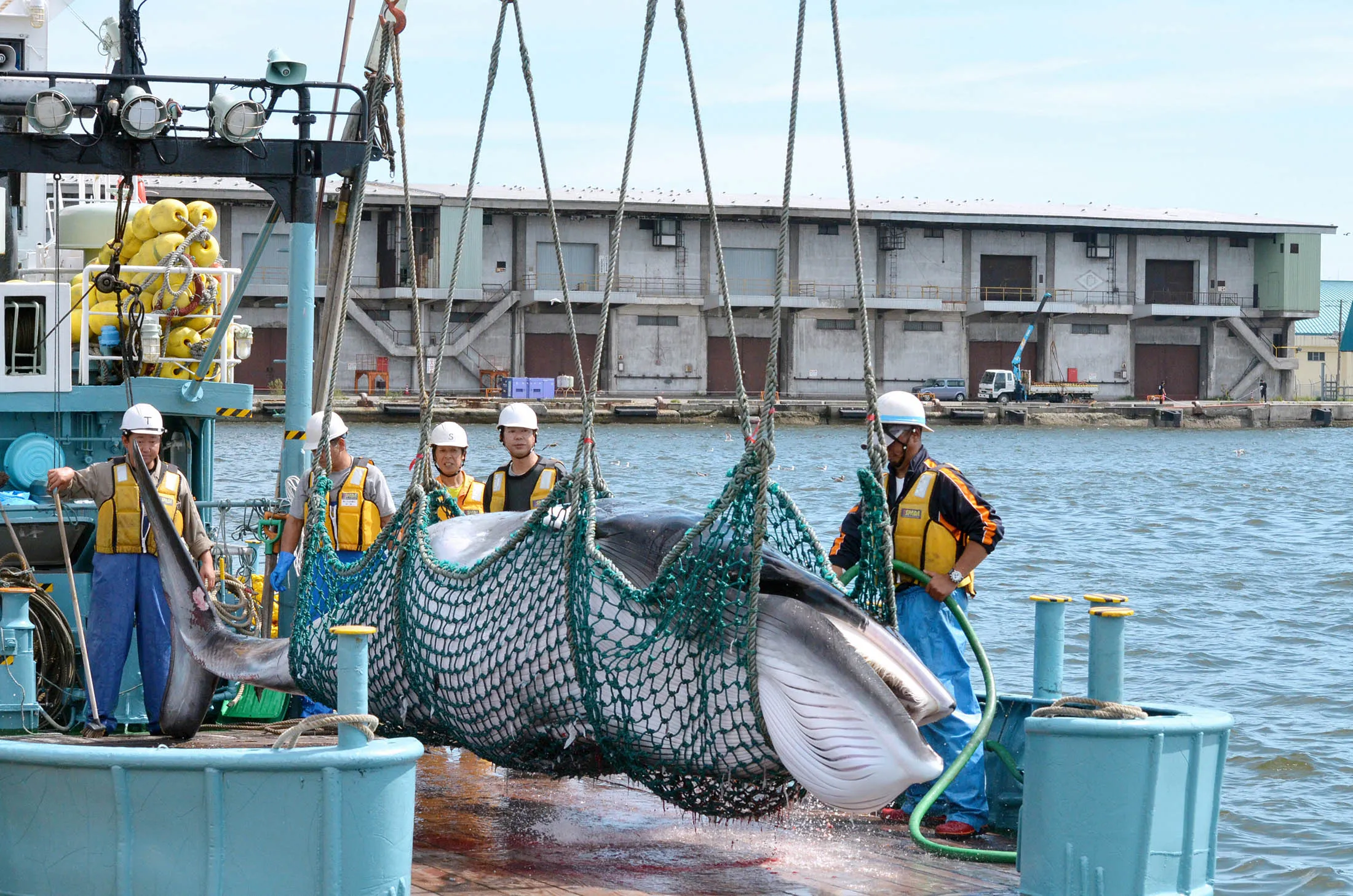 A common minke whale is unloaded at Kushiro port during a research whaling operation in Hokkaido in September.
