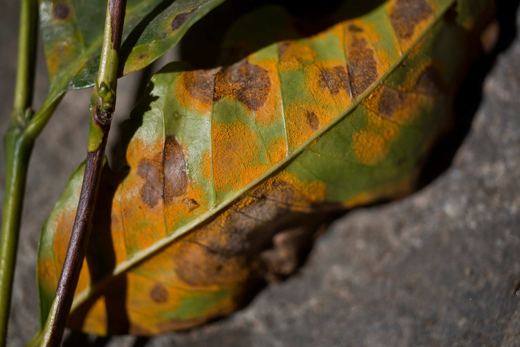 Coffee leaf rust фото 21