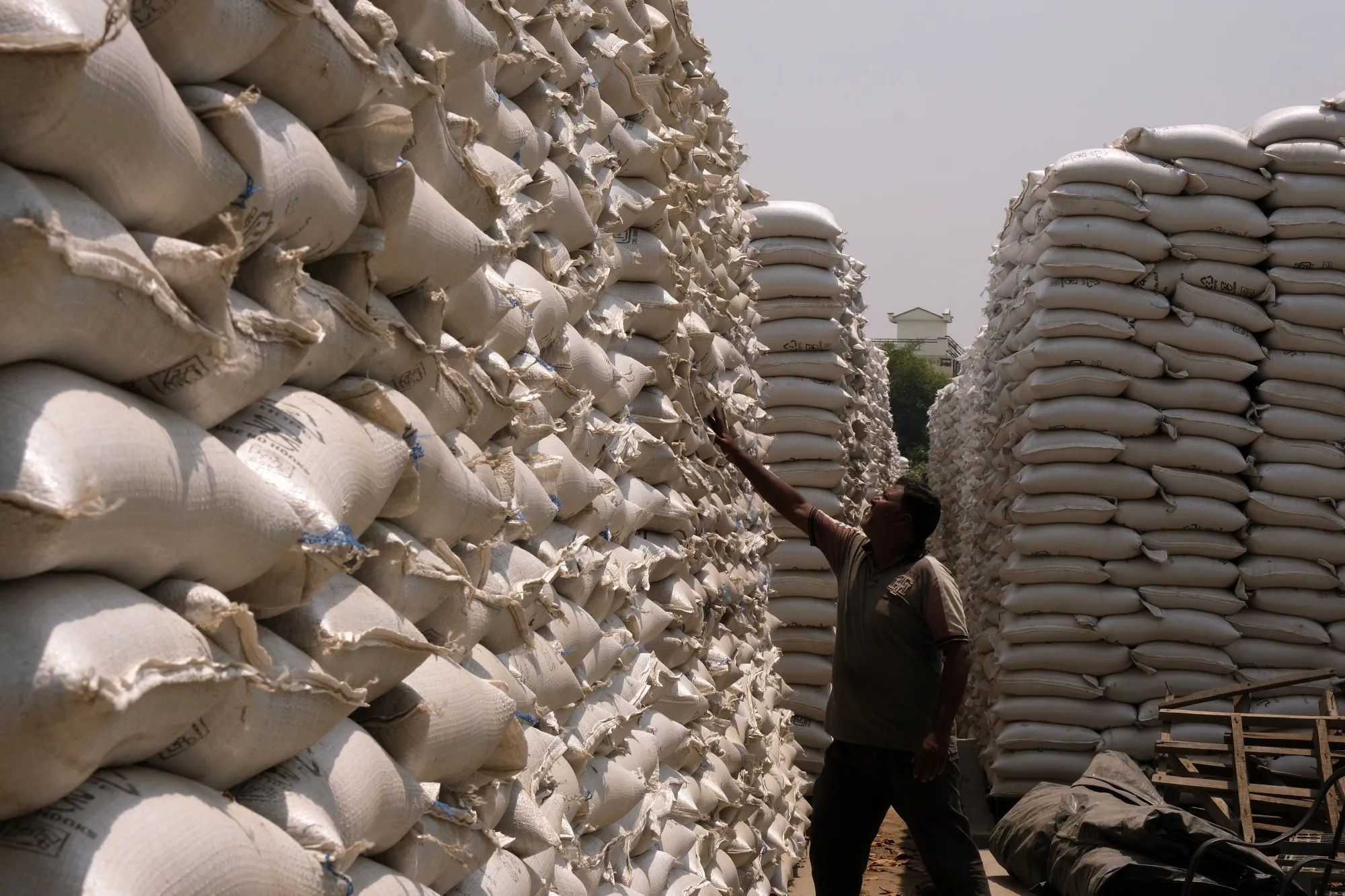 Wheat sacks in the Ludhiana district of Punjab, India.