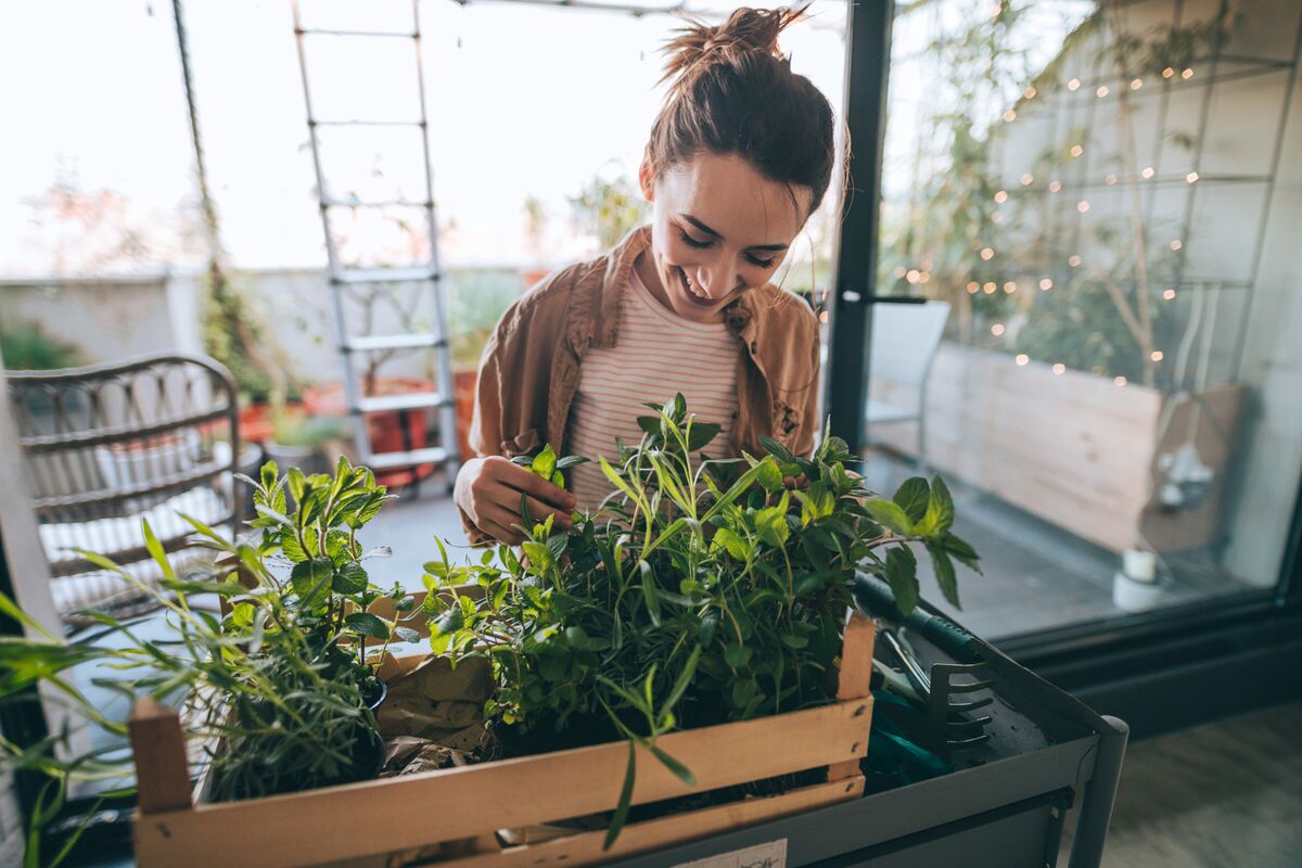 Why Must We Start Houseplants in Small Pots? - Laidback Gardener